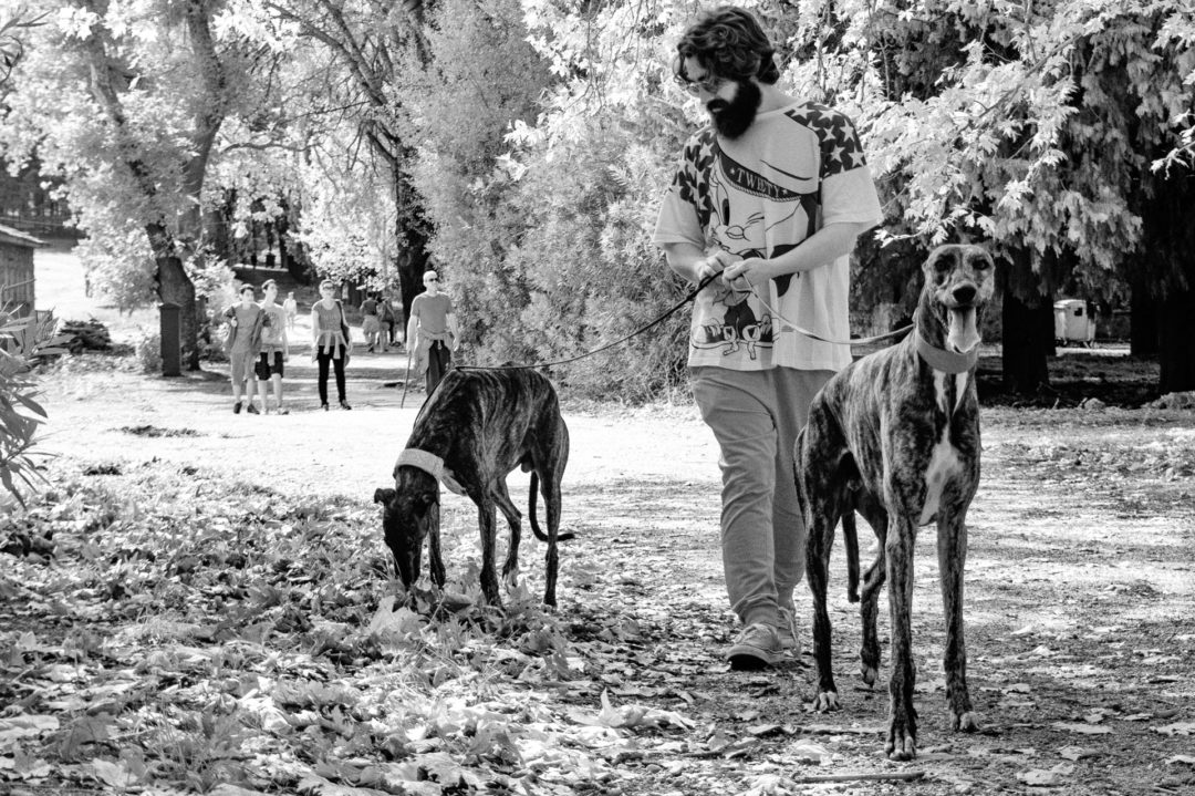 Man with Greyhounds for a Walk 