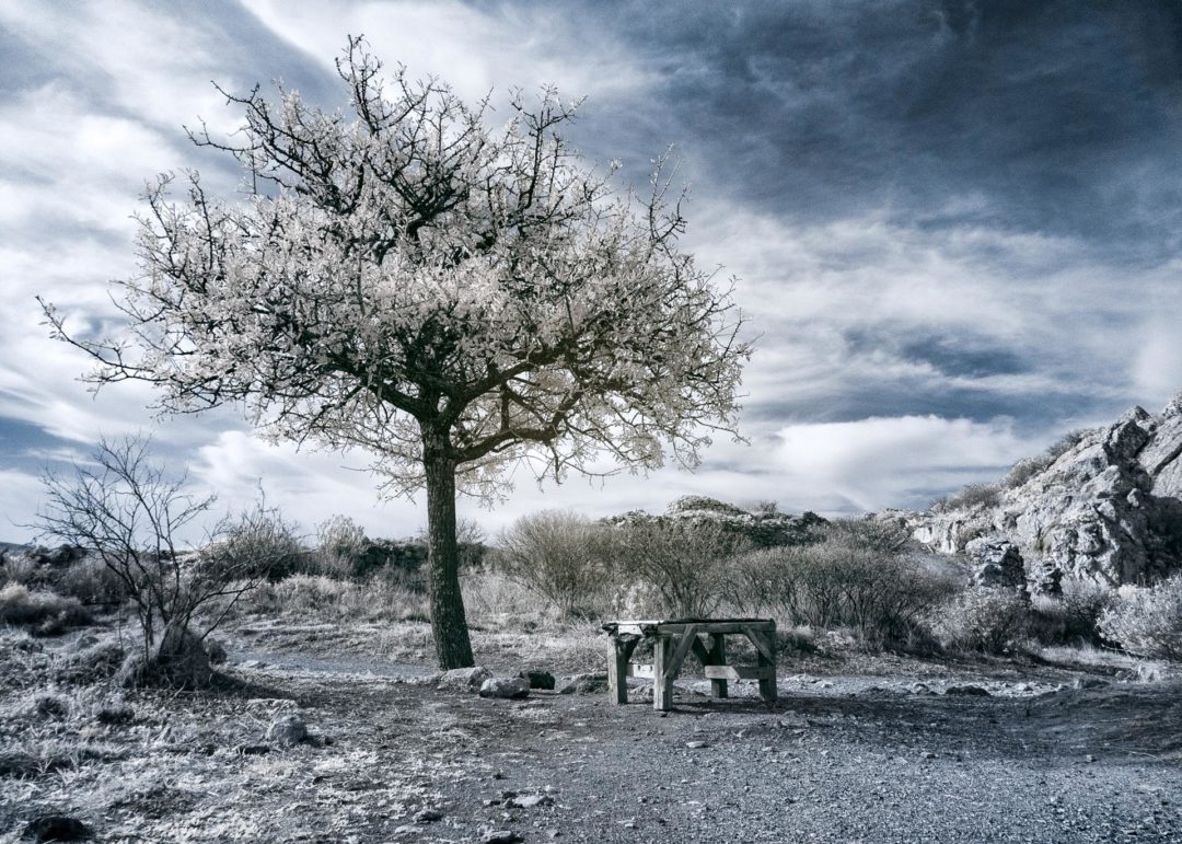 Solitary Tree in Infrared and Bench