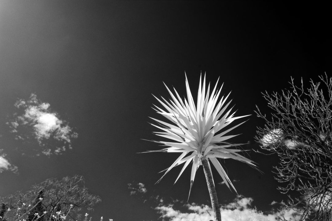 Yucca in Infrared