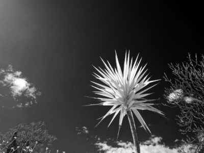Yucca in Infrared