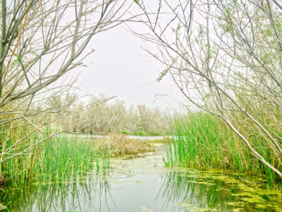 Tamarix Branches and reeds in a swamp