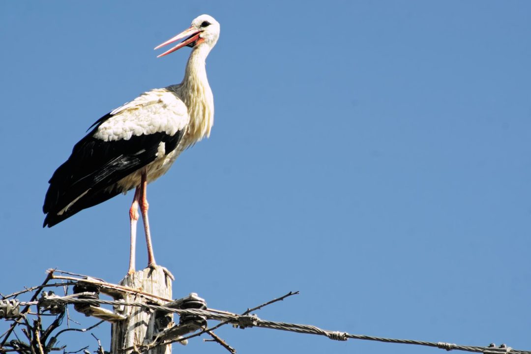 Stork on a pole