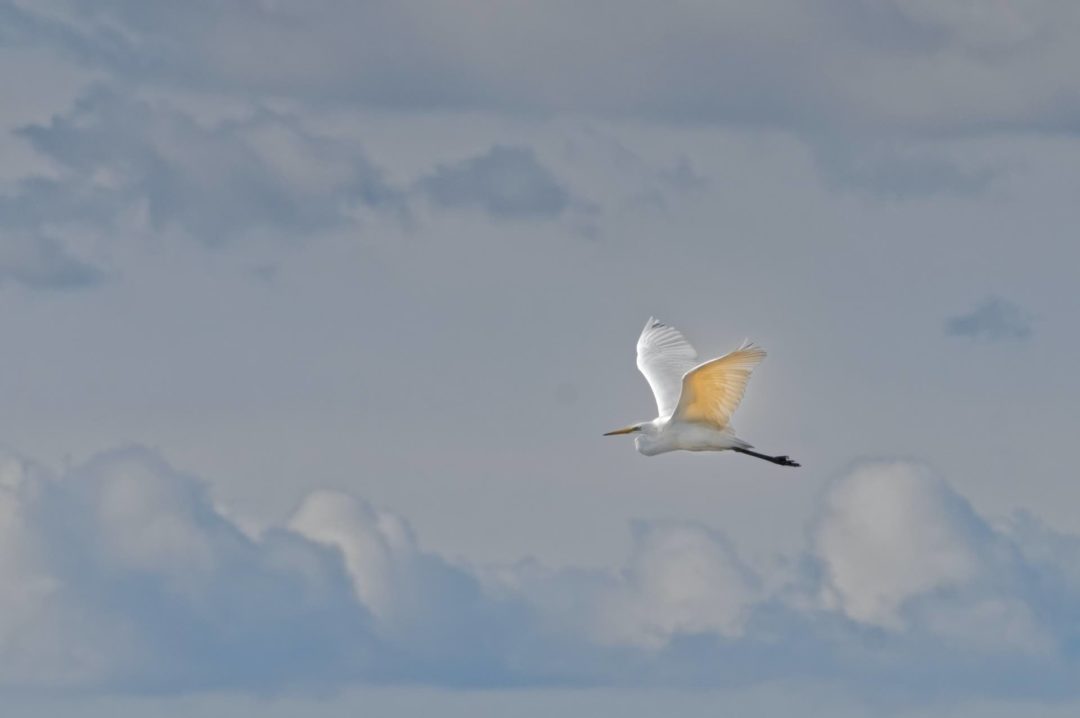 Little Egret Flying